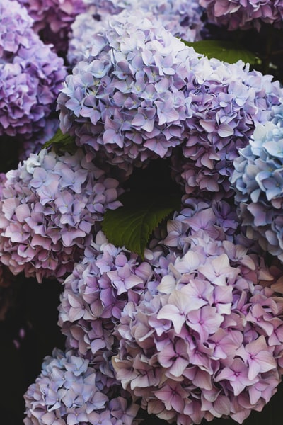 紫白色绣球花盛开